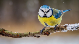 Blue yellow bird branch snow - a branch in the snow free wallpaper