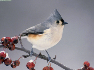 Bird branch berries gray sky - a gray sky in the background free wallpaper