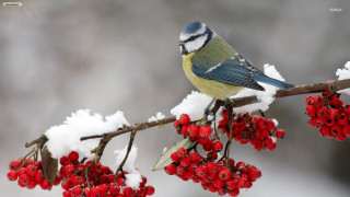 Blue bird snow berries branch - a branch of a tree free wallpaper