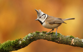 Bird mohawk branch mossy surreal - mossy free wallpaper