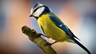 Bird perched tree branch blurry - ecological free wallpaper