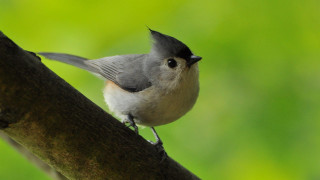 Small bird perched on branch - charles bird king free wallpaper