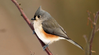 Bird sitting branch blurry background 2 - a blurry background free wallpaper