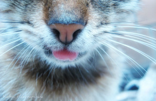 Cat tongue out closeup macro - its tongue free wallpaper