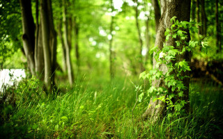 Lush green forest trees grass - lot of trees and grass free wallpaper