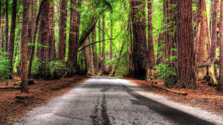 Forest road trees cars nature - the road free wallpaper