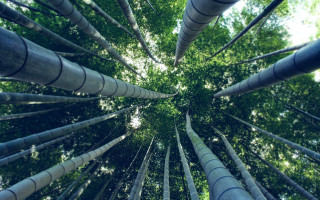 Bamboo tree forest green leaves - andrew law free wallpaper
