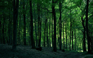 Forest trees leaves person walking - the ground and a person free wallpaper