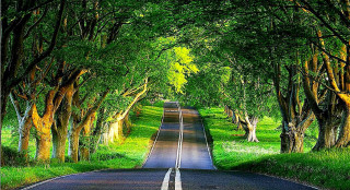 Road trees grass scenery nature 2 - tree and grass free wallpaper