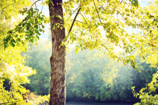 Tree bench forest river sunlight - anamorphic free wallpaper