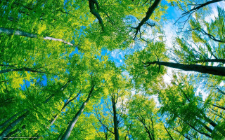 Sky trees forest view nature - the forest free wallpaper