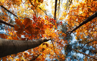 Autumn tree top leaves sky - fall free wallpaper
