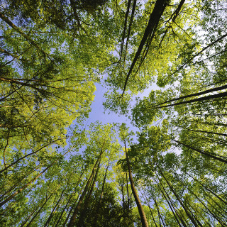 Tall trees forest blue sky 2 - tall free wallpaper