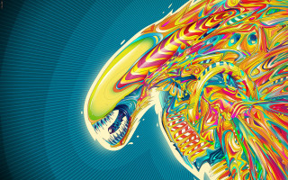 Colorful bird large beak long - a large beak free wallpaper