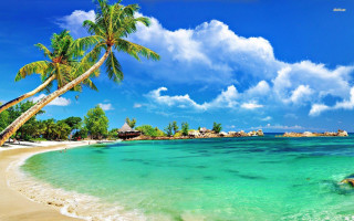 Beach palm tree blue sky 13 - beautiful scenery free wallpaper for desktop