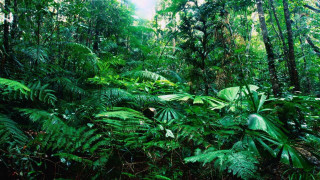 Lush green forest sunny jungle 6 - primitivism free wallpaper