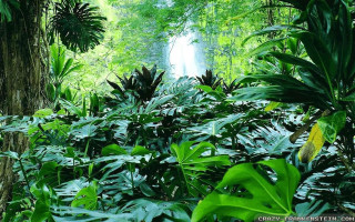 Lush green forest waterfall nature - a lush green forest free wallpaper