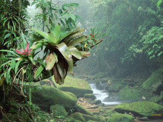 Lush forest stream trees plants - a lush green forest free wallpaper