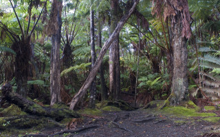 Forest path bench trees ferns - a path free wallpaper