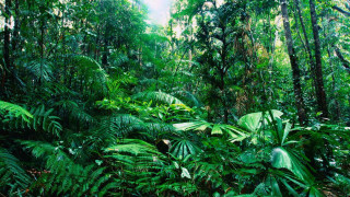 Lush green forest hillside trees 2 - a lush green forest free wallpaper