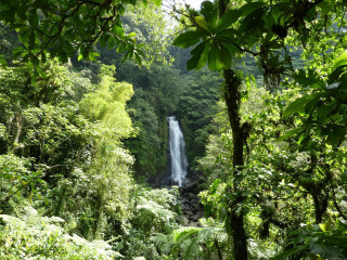 Waterfall forest trees bushes people - the side of the waterfall free wallpaper