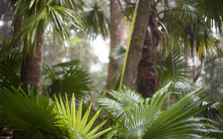 Palm trees forest bird perched - australian tonalism free wallpaper for desktop