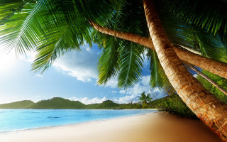Palm tree beach blue sky 27 - a blue sky and ocean in the background free wallpaper