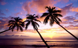 Sunset palm trees boat ocean - the foreground and a boat in the distance free wallpaper