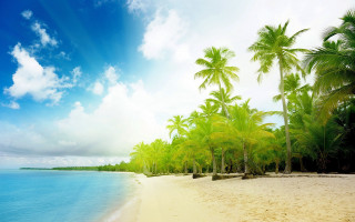 Beach palm trees blue sky 25 - a few person free wallpaper