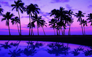 Purple sunset palm trees reflection 2 - a reflection of the sky free wallpaper