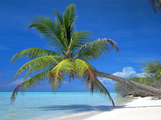 Palm tree beach clear blue - clear blue water free wallpaper