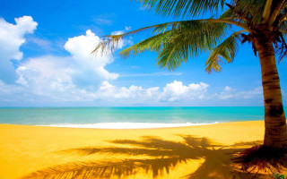 Palm tree shadow beach blue 13 - a shadow free wallpaper