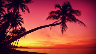 Palm tree sunset beach pink - a beach free wallpaper