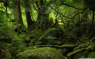 Mossy forest rocks trees background 2 - free forest wallpaper