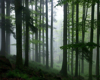 Forest tall trees fog misty - tall tree free wallpaper