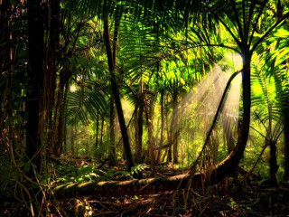Sunbeam forest trees ferns light - the top of the trees free wallpaper