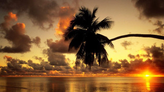 Sunset palm tree ocean clouds - palm tree free wallpaper