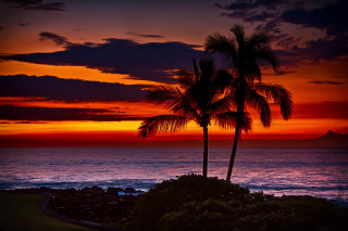 Sunset palm trees water mountain - mystical color free wallpaper