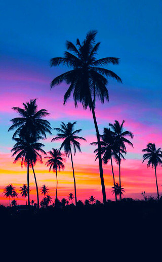 Sunset palm trees blue pink - palm tree free wallpaper
