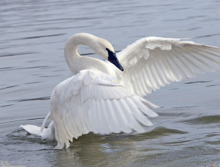 White swan flapping wings swimming - lake free wallpaper