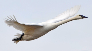 White swan flying blue sky 2 - a macro photograph free wallpaper