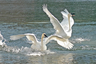 Two white swans swimming together - their wing free wallpaper