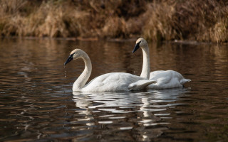 Swans swimming lake grassy area - animal free wallpaper
