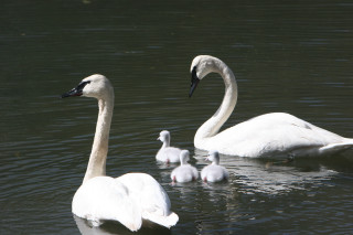 Swans swimming lake babies water - christopher williams free wallpaper