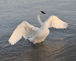 White swan wings spread water - christopher williams free wallpaper