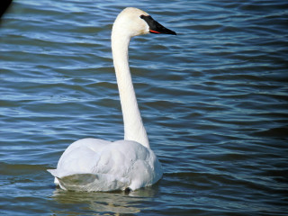 White swan black head neck - back free wallpaper