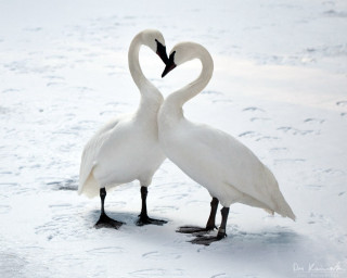 Two white swans heart snow - a heart shape free wallpaper