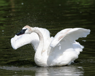 Swan swimming wings splashing water - a swan free wallpaper