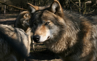 Two wolfs woods looking distance - sharp focus free wallpaper