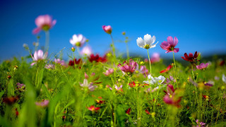 Field flowers blue sky pink - a field of flowers free wallpaper